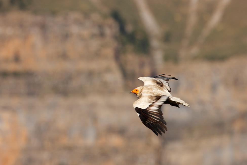 Composiciones en vuelo III